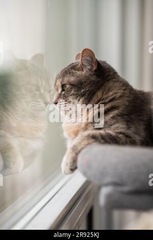 Un chat torbie gris dilué avec son nez pressé contre la fenêtre regardant les oiseaux dehors, avec son reflet dans la fenêtre Banque D'Images