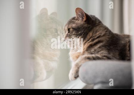 Un chat torbie gris dilué avec son nez pressé contre la fenêtre regardant les oiseaux à l'extérieur, son reflet dans la fenêtre, et l'espace négatif pour la copie Banque D'Images