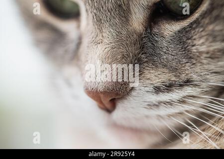Macro gros plan d'un nez et de whiskers gris et d'un chat torbie dilué avec des détails visibles Banque D'Images