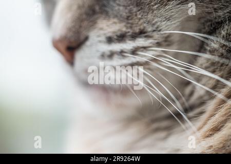 Macro gros plan d'un nez et de whiskers gris et d'un chat torbie dilué avec des détails visibles Banque D'Images