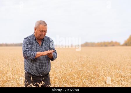 Agriculteur principal examinant le blé à la ferme Banque D'Images