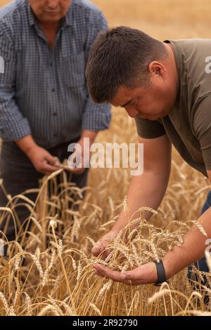 Homme examinant les cultures avec le père dans la ferme de blé Banque D'Images