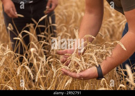 Père et fils examinant les cultures de blé à la ferme Banque D'Images