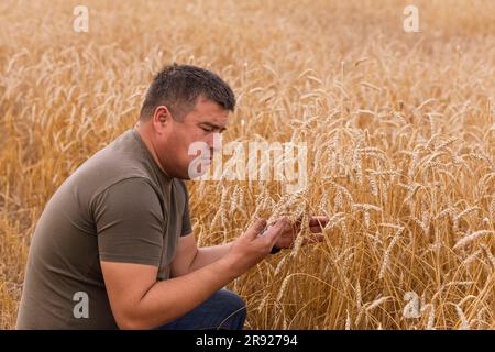 Agriculteur examinant les cultures en train de croquer dans une ferme de blé Banque D'Images