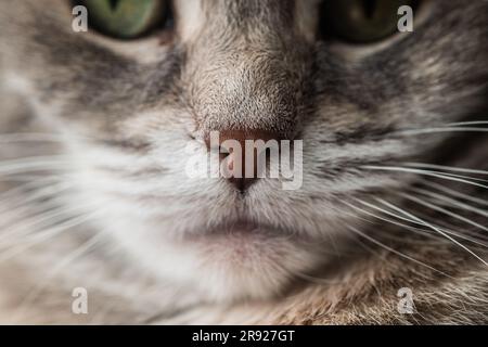 Macro gros plan d'un nez et de whiskers gris et d'un chat torbie dilué avec des détails visibles Banque D'Images