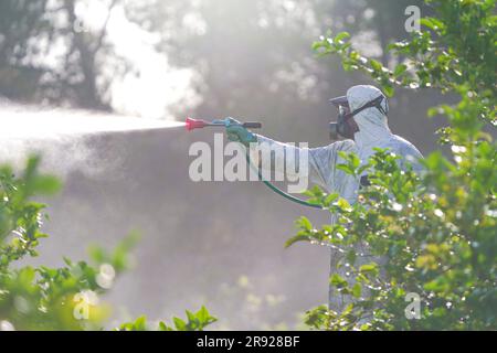 Travailleur agricole pulvérisant des pesticides en portant une combinaison de protection Banque D'Images