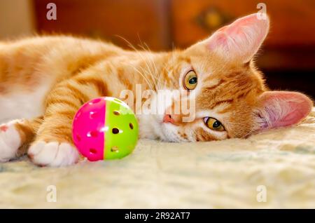 Wolfie, un chaton orange et blanc de 10 semaines, joue avec un ballon, 7 juin 2023, à Coden, Alabama. Banque D'Images