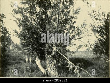 'Ein ornithologischer Ausflug nach den seen Saissan-Nor und Marka-kul (in West-Sibirien) im Jahre 1909' (1912) Banque D'Images