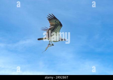 osprey, faucon de poisson (Pandion haliatus), volant avec le corégone capturé dans ses talons, vue latérale, Allemagne, Bavière Banque D'Images