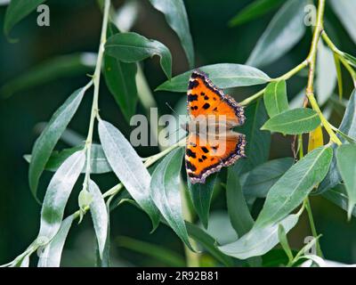 Tortoiseshell à pattes jaunes, tortoiseshell rare (Nymphalis xanthomelas), assis sur une branche de saule, Finlande, Hanko Banque D'Images