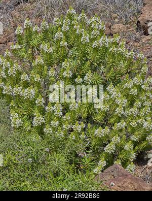 Bleu bugloss (Echium callithyrsum), floraison, endémique à la Grande Canarie, aux îles Canaries, à la Grande Canarie, à Barranco de Tirajana Banque D'Images