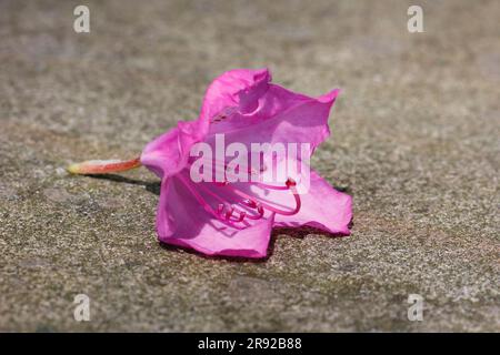 rhododendron (Rhododendron spec.), fleur tombée sur un mur Banque D'Images