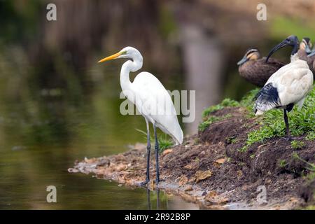 Grande aigrette orientale, grande aigrette blanche orientale (Egretta alba modesta, Casmerodius albus modestus, Ardea alba modesta), debout au bord de l'eau, Banque D'Images