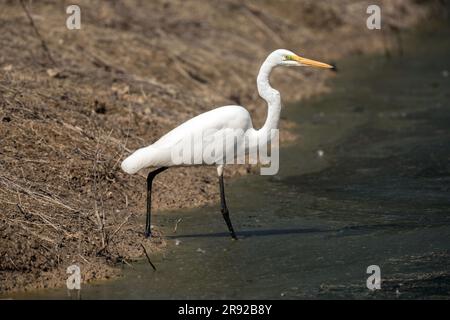 Grande aigrette orientale, grande aigrette blanche orientale (Egretta alba modesta, Casmerodius albus modestus, Ardea alba modesta), au bord de l'eau, Australie, Banque D'Images