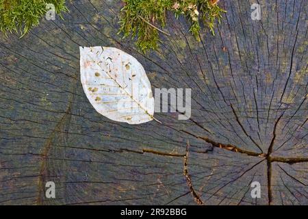 Hêtre cuivré (Fagus sylvatica var. Purpurea, Fagus sylvatica 'Atropunicea', Fagus sylvatica Atropunicea), feuilles de hêtre pourries sur sclère, Banque D'Images