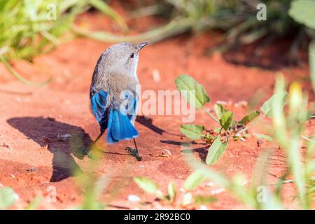 Magnifique fairywren, splendide wren, bleu wren (Malurus splendens), assis sur le terrain, Australie, territoire du Nord, Alice Springs Desert Park Banque D'Images