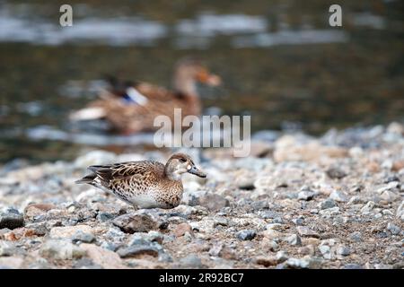 baikal teal (Anas formosa, Nettion formosum), hivernant des femmes marchant sur la côte, Japon Banque D'Images