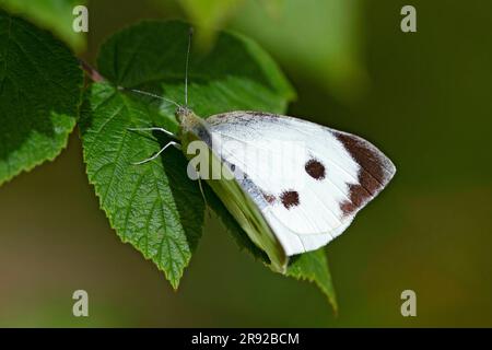 Grand blanc (Pieris brassicae), assis sur une feuille, Finlande Banque D'Images