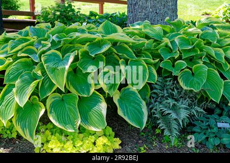 Heuchera plantes et fougères et quelques variétés d'hostas qui poussent autour d'un arbre dans un jardin ombragé vue rapprochée Banque D'Images