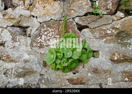 Navelwort, pennywort (umbilicus rupestris), sur un mur de pierre naturelle, France, Bretagne Banque D'Images