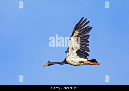 magpie Oies (Anseranas semipalmata), en vol, Australie, territoire du Nord, Réserve de conservation du barrage Fogg Banque D'Images