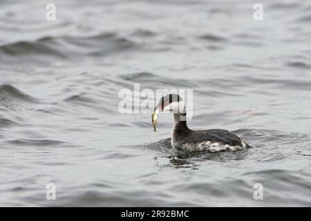 Grebe slavonien (Podiceps auritus), immature en hiver, baignade avec un poisson pêché, pays-Bas, Terschelling Banque D'Images