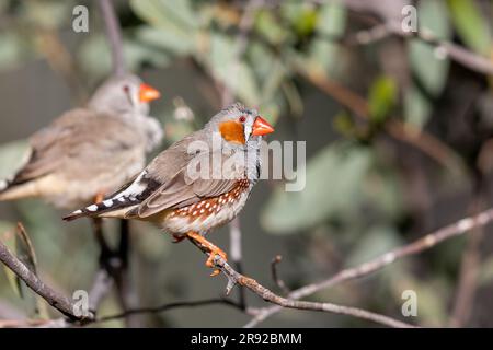 finish zèbre australienne (Taeniopygia guttata castanotis, Taeniopygia castanotis, Poephila guttata castanotis), mâle et femelle sur une branche, Australie, Banque D'Images