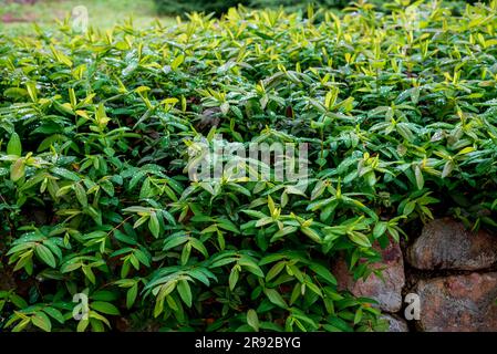 Hypericum perforatum, connu sous le nom de St. Le millepertuis est une plante à fleurs de la famille des Hypericaceae et de l'espèce type du genre Hypericum. Banque D'Images