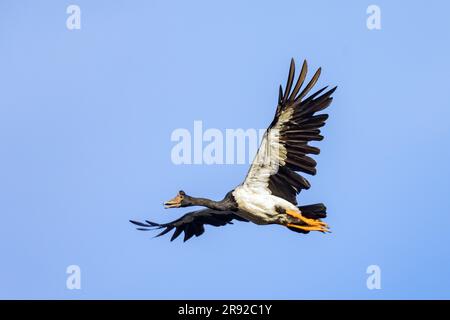 magpie Oies (Anseranas semipalmata), en vol, Australie, territoire du Nord, Réserve de conservation du barrage Fogg Banque D'Images