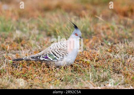 Pigeon à crête (Ocyphaps lophotes), assis au sol, Australie, Suedaustralien Banque D'Images