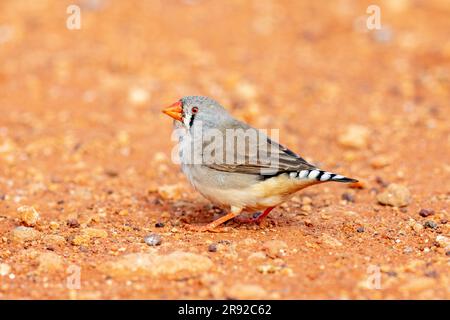 finish zèbre australienne (Taeniopygia guttata castanotis, Taeniopygia castanotis, Poephila guttata castanotis), femelle au sol, Australie, Banque D'Images