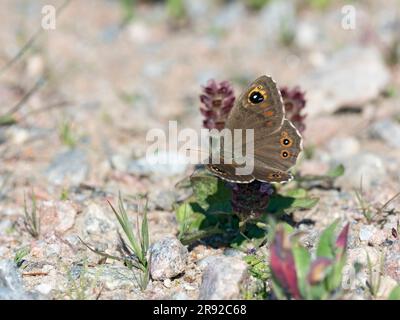 Grand mur brun, Wood-nymphe (Lasiommata maera), vue de dessus, Finlande, Hanko Banque D'Images