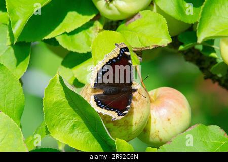 Camberwell Beauty (Nymphalis antiopa), assis aux pommes, Finlande Banque D'Images
