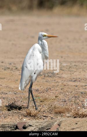 Grande aigrette orientale, grande aigrette blanche orientale (Egretta alba modesta, Casmerodius albus modestus, Ardea alba modesta), debout, Australie, Banque D'Images