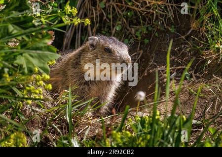 Marmotte alpine (Marmota marmota), en regardant son terreau, Autriche, Carinthie, Parc national Hohe Tauern, Grossglockner Banque D'Images