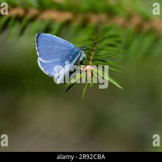 Bleu Holly, bleu Holly (Celastrina argiolus, Celostrina argiolus, Cyaniris argiolus, Lycaena argiolus), Assis sur une branche, Finlande Banque D'Images