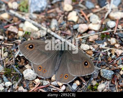 Grand mur brun, Wood-nymphe (Lasiommata maera), assis au sol, Finlande Banque D'Images