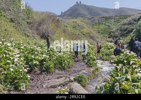 Lys commun de calla, Jack dans la chaire, calla de fleuriste, lys égyptien, lys d'Arum (Zantedeschia aethiopica, Calla aethiopica), floraison, plusieurs Banque D'Images