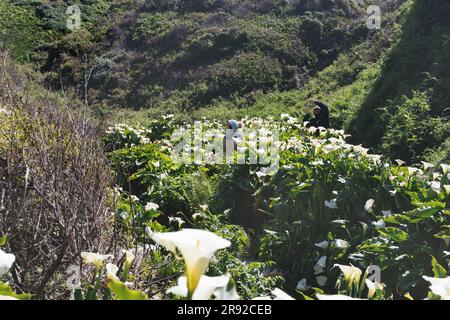 Calla lys commun, Jack dans la chaire, fleuriste calla, lys égyptien, Arum Lily (Zantedeschia aethiopica, Calla aethiopica), floraison, États-Unis, Banque D'Images