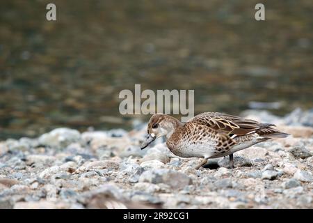 baikal teal (Anas formosa, Nettion formosum), hivernant des femmes marchant sur la côte, Japon Banque D'Images