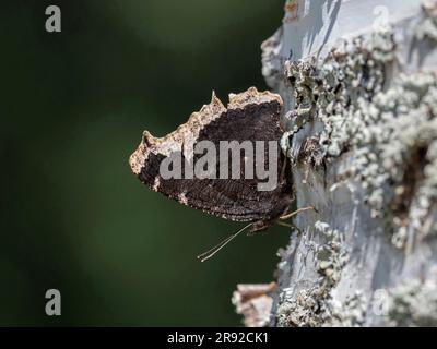 Camberwell Beauty (Nymphalis antiopa), assis au tronc de bouleau, Finlande Banque D'Images