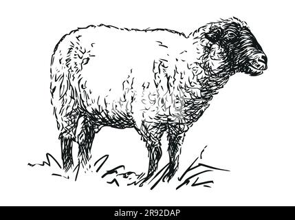 mouton - animal de ferme, dessin manuel de vecteur noir et blanc, isolé sur fond blanc Illustration de Vecteur