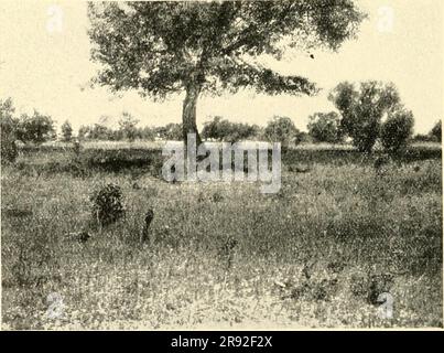 'Ein ornithologischer Ausflug nach den seen Saissan-Nor und Marka-kul (in West-Sibirien) im Jahre 1909' (1912) Banque D'Images