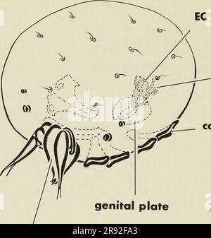 . Le complexe de l'éjaculation dans l'eau (acariens Acari:parasitengona ...