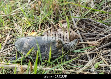 Terrapin à dos de diamant (terrapin de Malaclemys) dans l'herbe de marais de Stone Harbour, New Jersey diamondback Banque D'Images