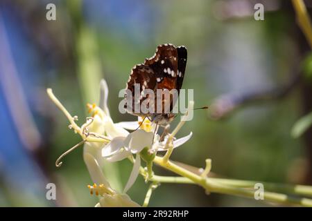 Croissant Texan ou Anthanassa texana se nourrissant de fleurs de maraga dans une cour de Gilbert, Arizona. Banque D'Images