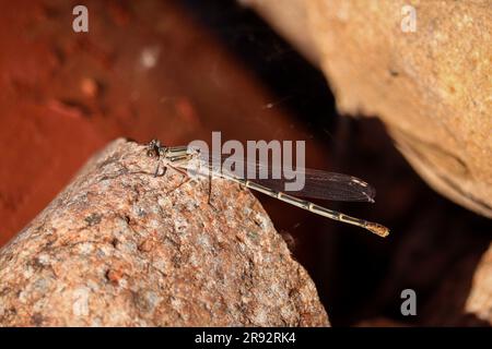 Danseuse sucette féminine ou Argia lugens qui perce sur un rocher dans une cour de Payson, Arizona. Banque D'Images