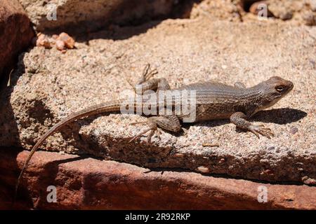 Lézard de clôture de plateau ou Sceloporus trischus prenant le soleil sur un rocher à Rumsey Park à Payson, Arizona. Banque D'Images