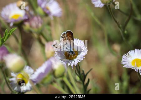 Une femelle Marine bleue ou Leptotes Marina se nourrissant d'une fleur de fleurs de la fleur au parc Rumsey à Payson, Arizona. Banque D'Images