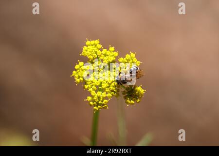 Persil de montagne ou Cymopterus lemmonii avec une petite abeille se nourrissant sur eux au sentier See Spring près de Payson, Arizona. Banque D'Images